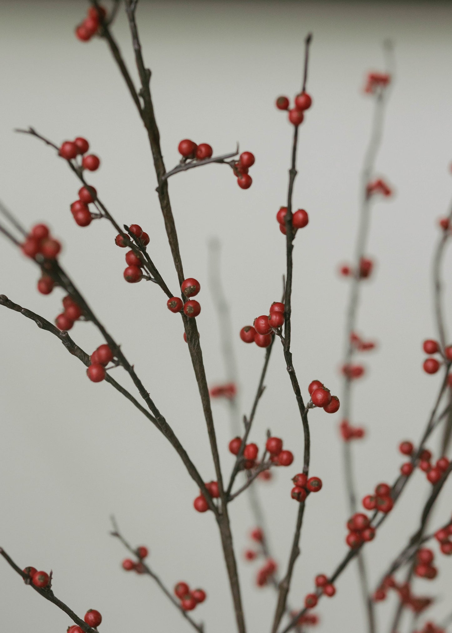 Vara Berries 50"