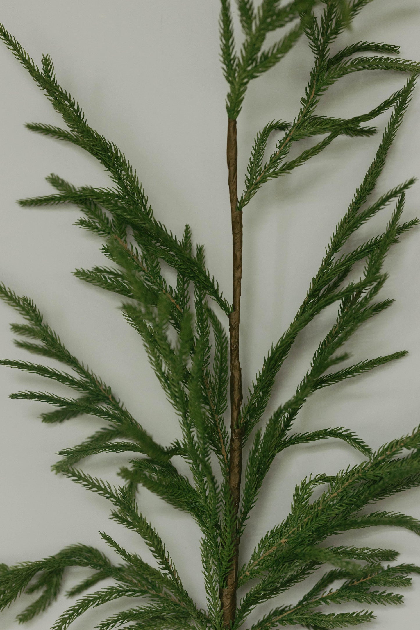 Norfolk Pine Branch 37"