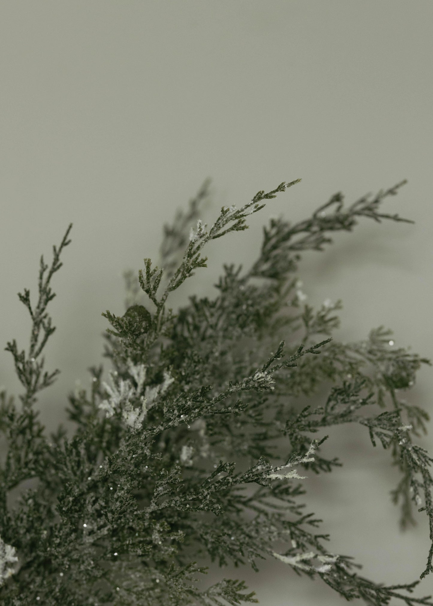 Snow Cedar Spray 23"