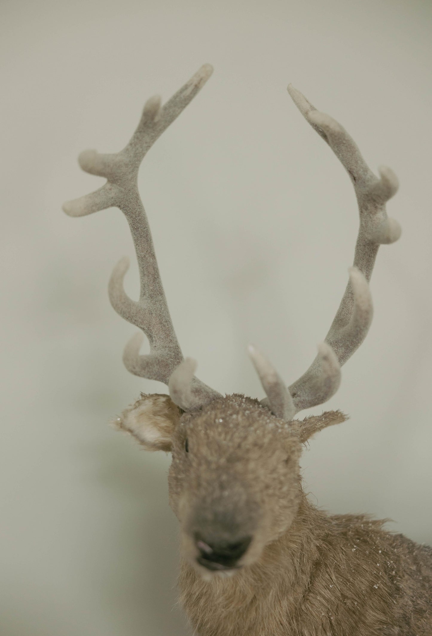 Venado 57 CM