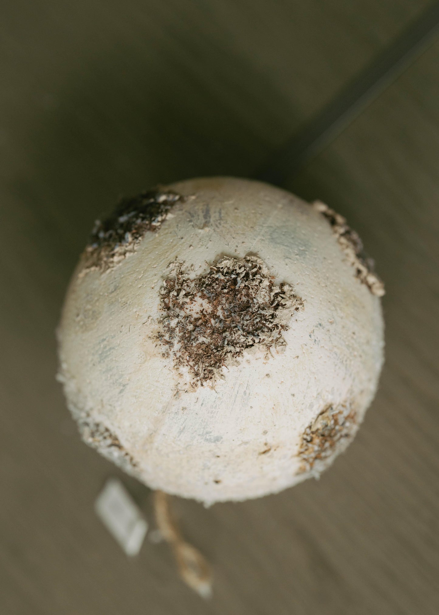 Esfera Corteza 7"