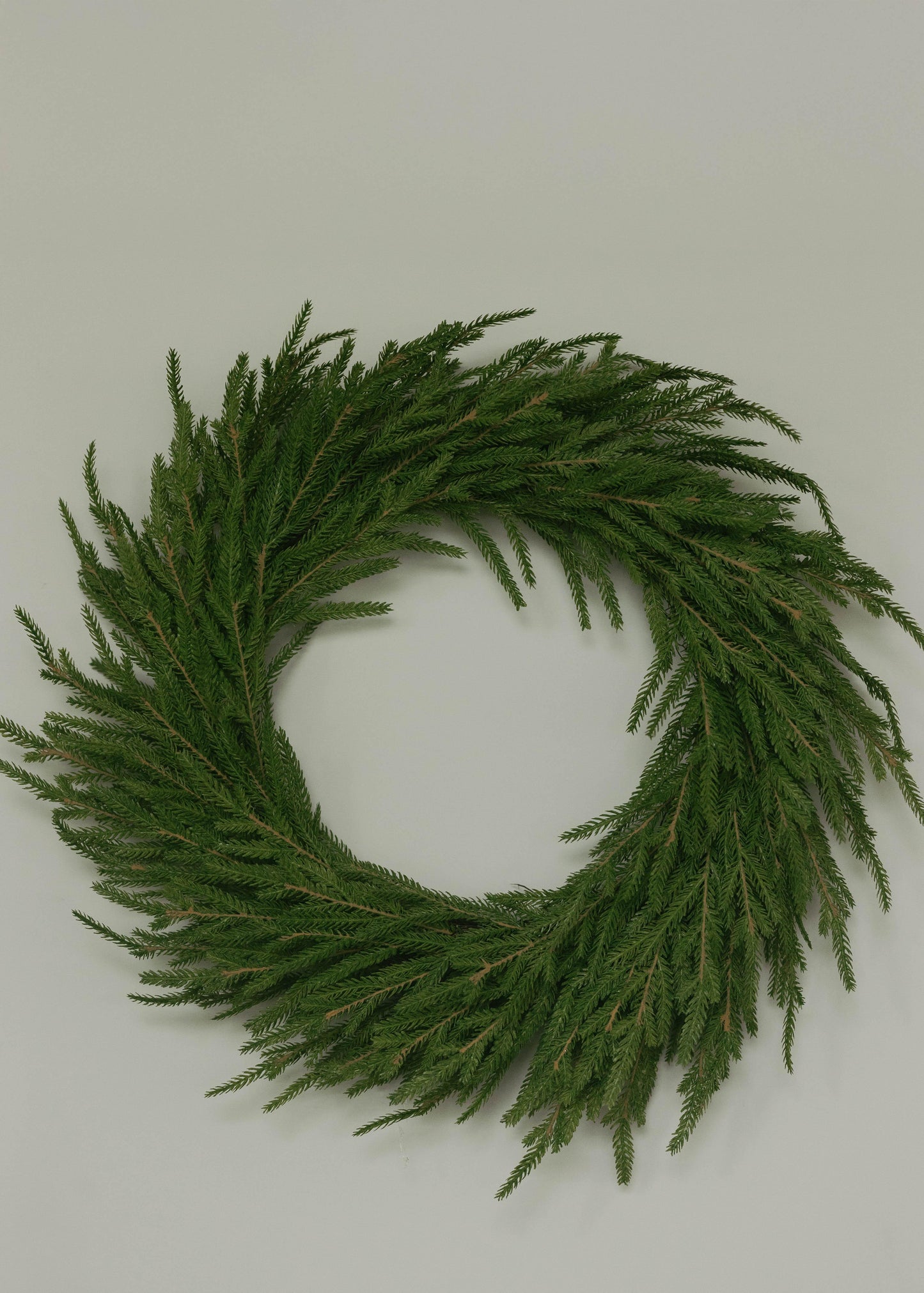 Corona Norfolk 60 CM